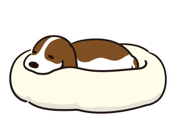 Dog Sitting